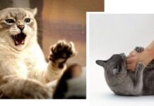 ¿Cómo Evitar la Agresividad en nuestro Gato? ¡La Enseñanza Empieza desde Pequeño! ¿Cómo Evitar la Agresividad en los Gatos?