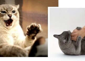 ¿Cómo Evitar la Agresividad en nuestro Gato? ¡La Enseñanza Empieza desde Pequeño! ¿Cómo Evitar la Agresividad en los Gatos?