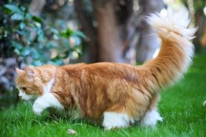 Qué es la “cola de semental” en los gatos