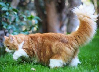 Qué es la “cola de semental” en los gatos Qué es la “cola de semental” en los gatos