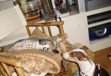 Ventajas de tener una Mascota en Casa