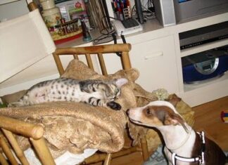 Ventajas de tener una Mascota en Casa