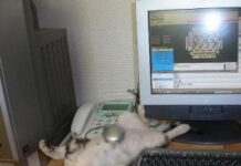 Comprar un Animal por internet