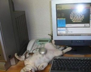 Comprar un Animal por internet