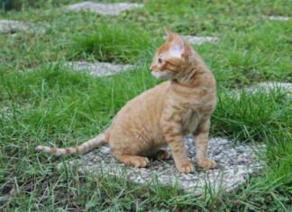 Gato Rex Alemán. Historia y Apariencia rex aleman