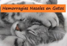 HEMORRAGIAS NASALES en los GATOS ¡Conoce el motivo! HEMORRAGIAS NASALES en los GATOS ¡Conoce el motivo!