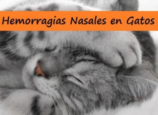 HEMORRAGIAS NASALES en los GATOS ¡Conoce el motivo! HEMORRAGIAS NASALES en los GATOS ¡Conoce el motivo!