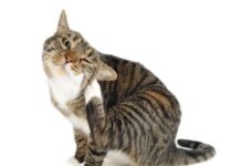 Prevencion de Pulgas y Garrapatas en Primavera y Verano