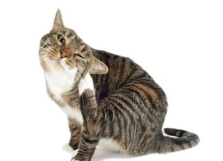 Prevencion de Pulgas y Garrapatas en Primavera y Verano