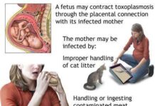 Los gatos, el embarazo y la toxoplasmosis