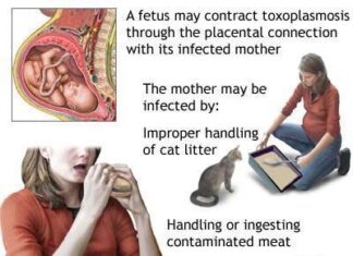 Los gatos, el embarazo y la toxoplasmosis