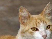 L-Lisina para Gatos: Efectos secundarios