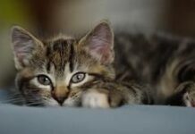 Lisina para Gatos – Tratamiento del Herpes Felino