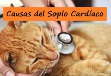 10 CAUSAS del SOPLO al CORAZÓN Felino Causas del Soplo Cardíaco en Gatos