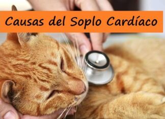 10 CAUSAS del SOPLO al CORAZÓN Felino Causas del Soplo Cardíaco en Gatos