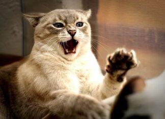 Cómo lograr que un Gato deje de Morder y Arañar