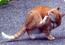 Tratamientos básicos para las Pulgas.