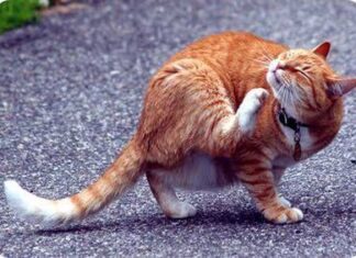 Tratamientos básicos para las Pulgas.