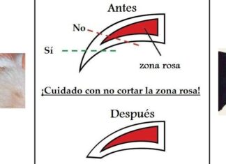 ¿Cómo CORTAR las UÑAR a tu GATO? Consejo para Cortar las Uñas de tu Gato Correctamente
