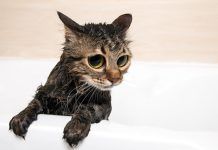 Champús mas adecuados para bañar a tu gato Cuidados básicos: Una guía completa para mantener a tu gato feliz y saludable