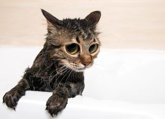 Champús mas adecuados para bañar a tu gato Cuidados básicos: Una guía completa para mantener a tu gato feliz y saludable