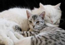 3 mitos sobre gatos que no debes creer