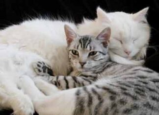 3 mitos sobre gatos que no debes creer