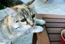 Depresión en los gatos