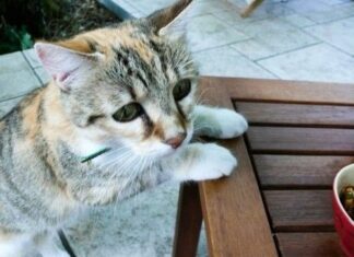 Depresión en los gatos