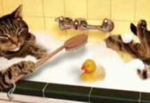 Cómo bañar a un gato