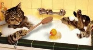 Cómo bañar a un gato