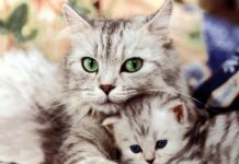 Tener gatos reduce el riesgo de padecer un ataque al corazón