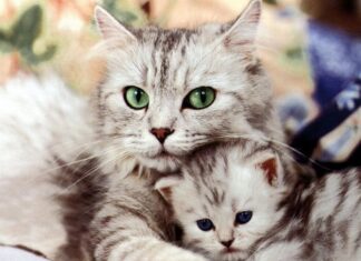 Tener gatos reduce el riesgo de padecer un ataque al corazón