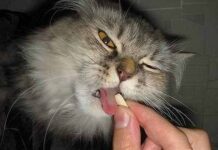 Cómo conseguir que tu gato se tome las pastillas
