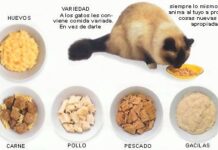 Consejos para la alimentación de tu gato