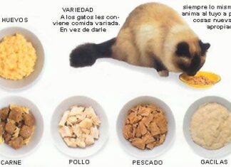 Consejos para la alimentación de tu gato