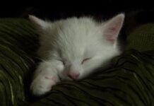 Consejos para Fotografiar Mascotas