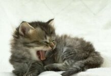 Sueño de los gatos