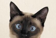 Gatos Cascabel