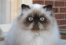 Gato Himalayo
