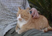 ¿Por qué ronronean los gatos? v