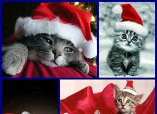 Gatos y Navidad