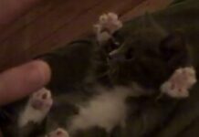 La gata Kitty, mímica en los gatos