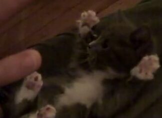 Fotos de perros y gatos juntos