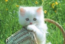 Toxoplasmosis felina
