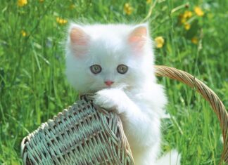 Toxoplasmosis felina