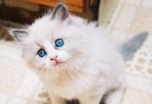 Peritonitis infecciosa felina