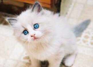 Peritonitis infecciosa felina