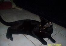 Gatos negros