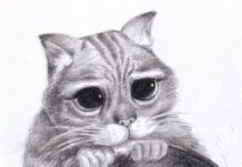 Dibujar gato a lápiz